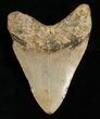 Megalodon Tooth - Carolinas #4987-2